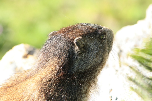Marmotta ... reale ...